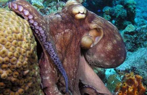 章鱼寿命有多长