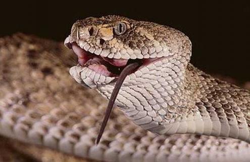 响尾蛇的热眼在哪 响尾蛇的热眼定位是什么