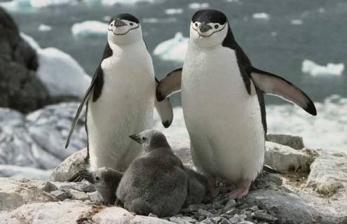 企鹅生活在哪里（企鹅生活在哪里北极还是南极）