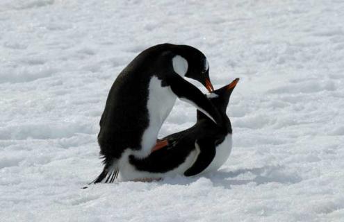 企鹅一般在几月份产卵（企鹅一般在几月份产卵呢）