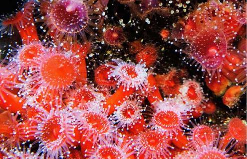 珊瑚虫是什么东西（珊瑚虫有几种）