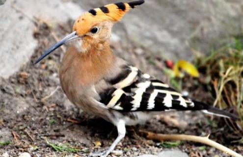 啄木鸟吃什么食物 大斑啄木鸟吃什么食物