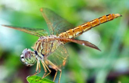 蜻蜓是益虫还是害虫 蜗牛是益虫还是害虫