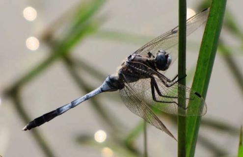 蜻蜓幼虫吃什么食物 蜻蜓吃哪些虫子