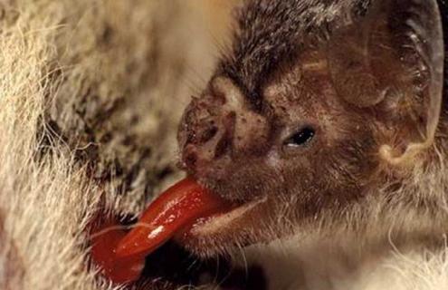 吸血蝙蝠一次吸多少血 吸血蝙蝠每次吸血量