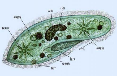 草履虫的生殖方式（草履虫的生殖方式是有性生殖还是无性生殖）