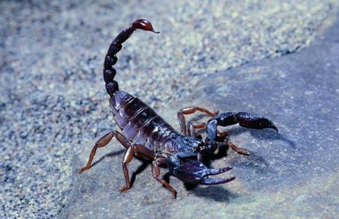 养殖蝎子的九个技巧 养殖蝎子知识大全