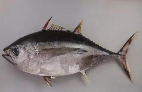 金枪鱼的种类（金枪鱼的种类和价格）
