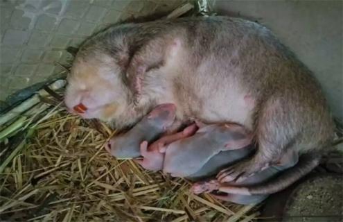 竹鼠会吃幼崽的原因及解决方法