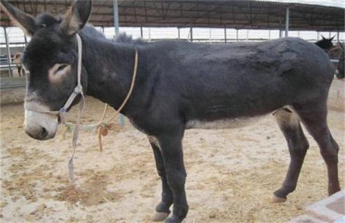 肉驴常见疾病防治方法 驴的常见病预防和治疗