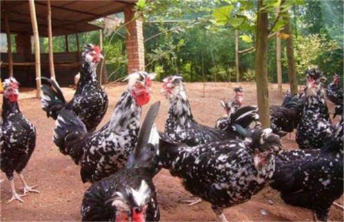 黑水鸡的人工养殖方法 黑水鸡人工养殖技术及繁殖方法
