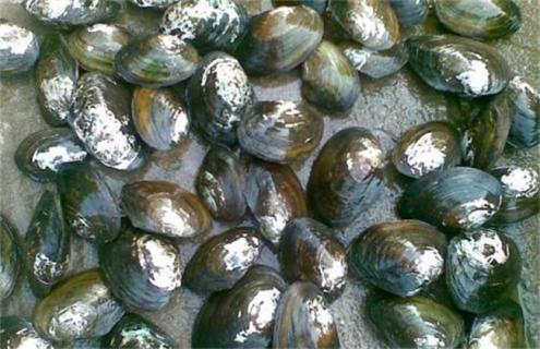 河蚌常见养殖方法 河蚌的养殖方法