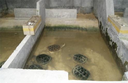 鳄龟养殖技术（鳄龟养殖技术视频）