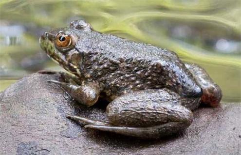 牛蛙的饲养管理 牛蛙的养殖方法和技术