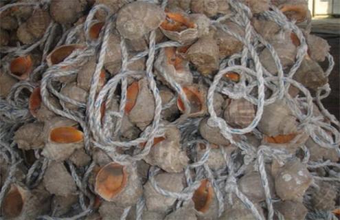 海螺的养殖技术（养殖海螺和野生海螺）