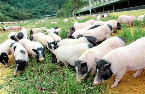 香猪养殖技术要点 巴马香猪养殖技术要点