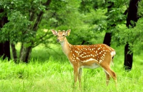 梅花鹿是保护动物吗 梅花鹿是保护动物吗?