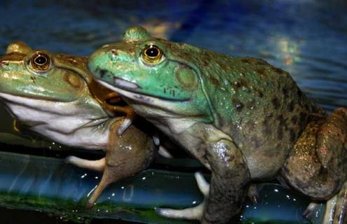 商品牛蛙的高效饲养技术 牛蛙高效养殖方案