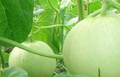 香瓜增产的方法 香瓜高产种植方法