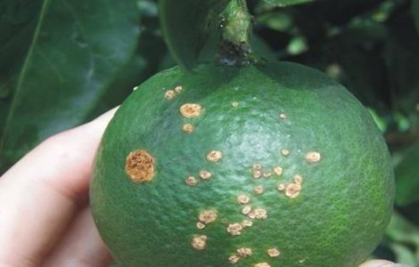 柑橘的常见病虫害防治方法 柑橘的病虫害及防治方法