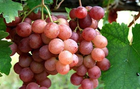 葡萄增产的方法 葡萄增产的方法是什么