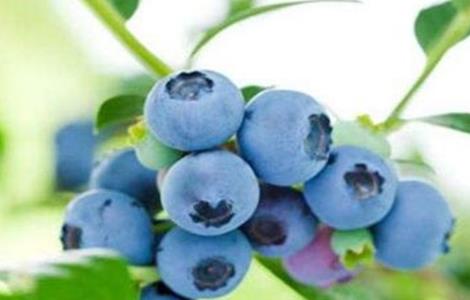 如何提高蓝莓的产量（如何提高蓝莓的产量和产量）
