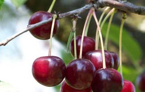 樱桃高产的种植方法 樱桃的种植栽培技术