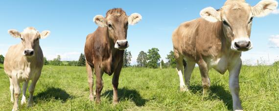 牛最大的特点是什么 牛的种类和特点