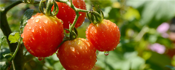 西红柿育苗方法和时间和追肥时间（西红柿苗多久施一次肥）