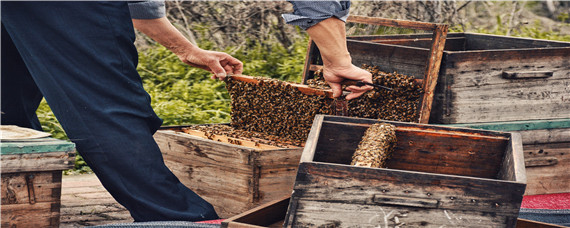 蜜蜂合群的最佳方法 蜜蜂合群最有效的方法