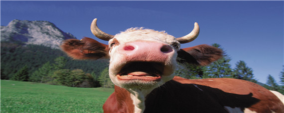 牛穿鼻子为什么不反抗（为什么要给牛穿鼻环）