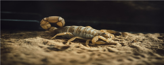 养殖蝎子的全过程 蝎子养殖教程