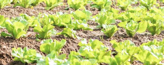 早春冷棚大白菜种植技术 春季冷棚大白菜管理与栽培