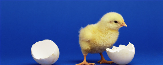 人工怎么孵化小鸡?（怎样才能人工孵出小鸡）