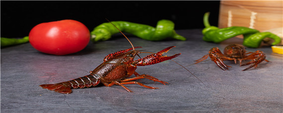 小龙虾吃什么食物小龙虾喂养方法 小龙虾吃什么食物 小龙虾喂养方法