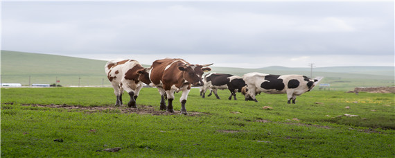 奶牛的生活习性 奶牛的生理特征
