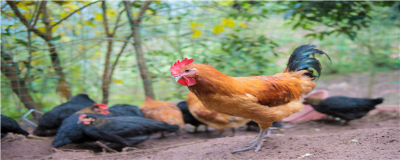 肉鸡养殖全程技术 肉鸡养殖技术 肉鸡饲养技术