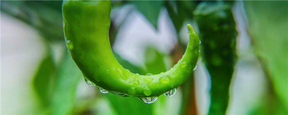 种植辣椒的管理技术和病虫害 种植辣椒需要防治哪些病虫害