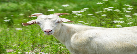 怎样让绒山羊产双羔 绒山羊羔的喂养方法