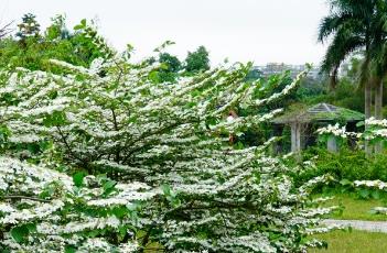 蝶花荚蒾