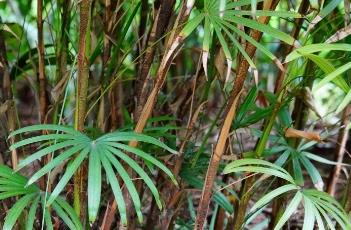 多裂棕竹