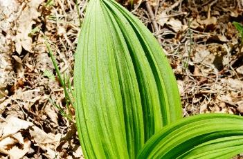 藜芦