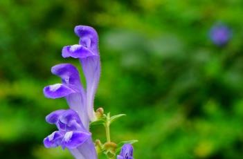 黄芩_本草新编