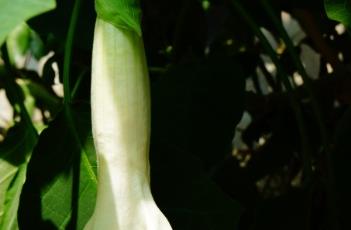 白花重瓣曼陀罗