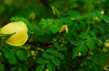 黄蔷薇