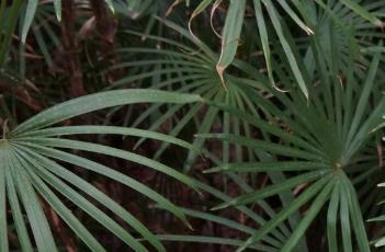 矮棕竹 矮棕竹的养殖方法和注意事项