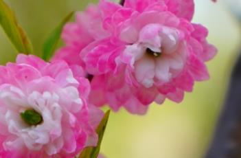 粉花重瓣麦李（粉花重瓣麦李果实可以吃吗）