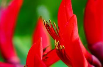 龙牙花（龙牙花和刺桐区别）