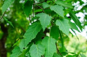 茶条槭 茶条槭价格