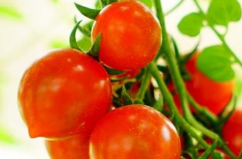 西红柿 西红柿的营养价值及功效